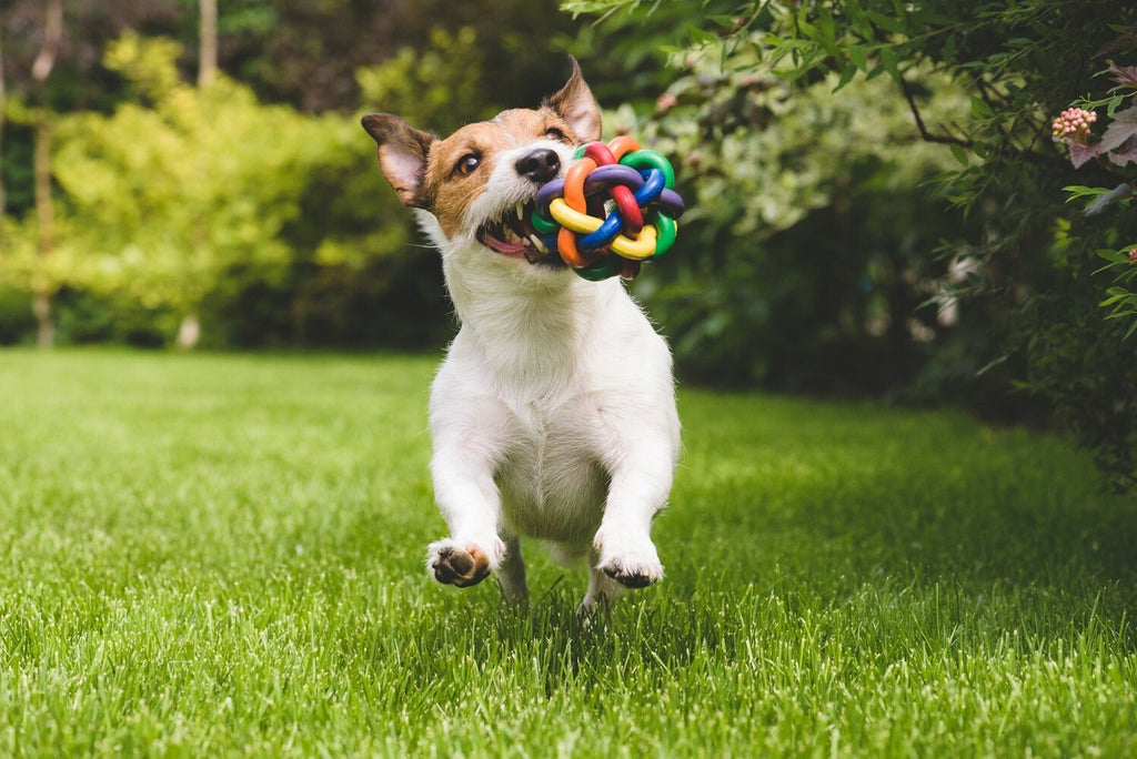 Chew and Squeaky Dog Toys for Puppy Doggie and Small Medium Dog. 6 pcs inside