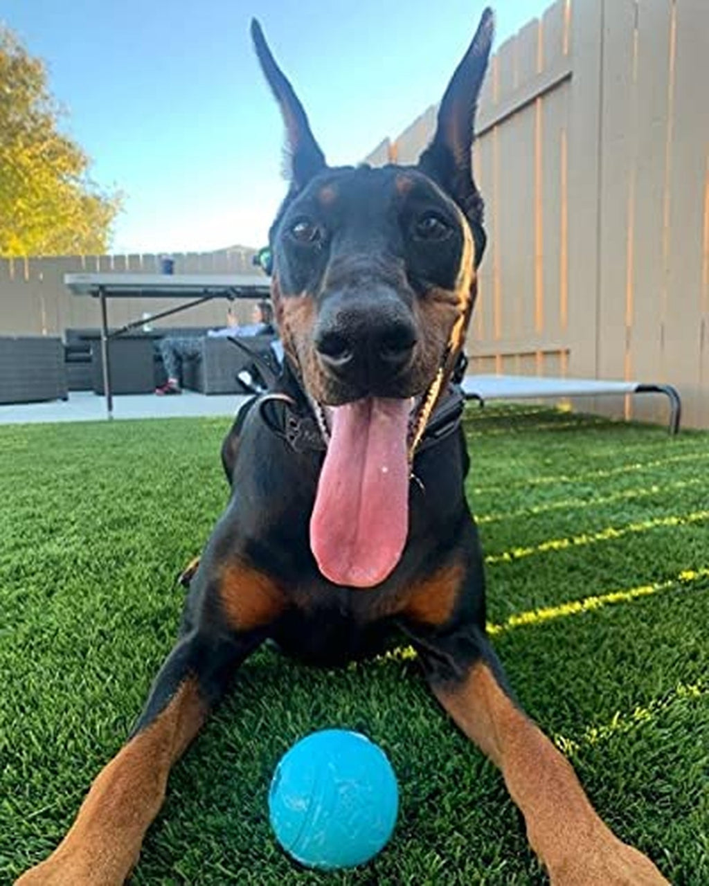 Chew King Fetch Balls Extremely Durable Natural Rubber Toy 3 inch Balls (CM-0...