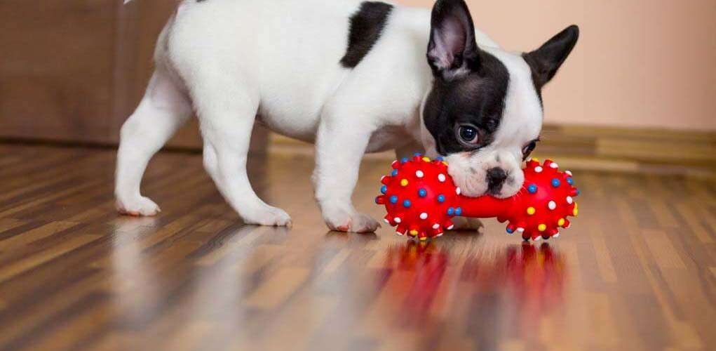 Chew and Squeaky Dog Toys for Puppy Doggie and Small Medium Dog. 6 pcs inside