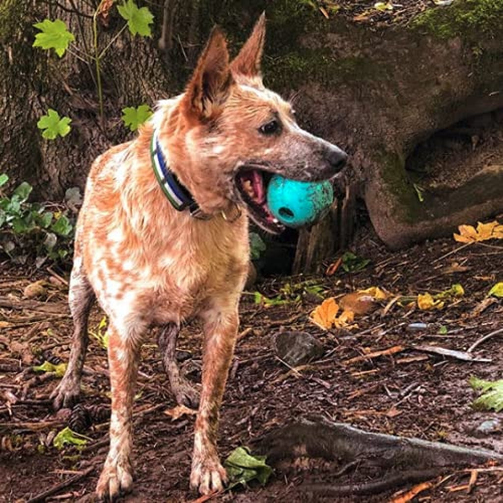Chew King Fetch Balls Extremely Durable Natural Rubber Toy 3 inch Balls (CM-0...